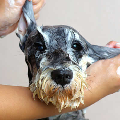6 Steps on How to Bathe Your Dog