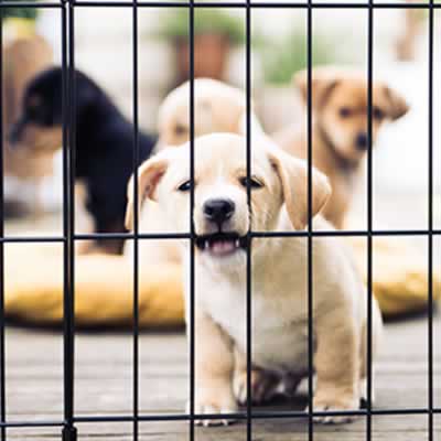 12 Ways To Puppy Proof Your House