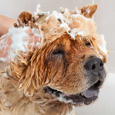 How to Wash and Groom Your Dog