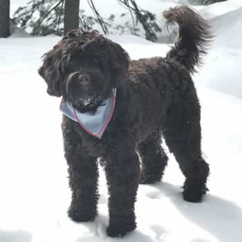Scout the Labradoodle - Ruff Mudder