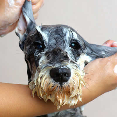 Tips for Bathing Your Dog