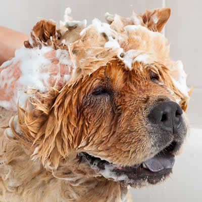 what do dog groomers use to wash dogs