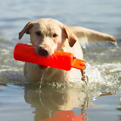 Hunting dog supply stores hotsell near me