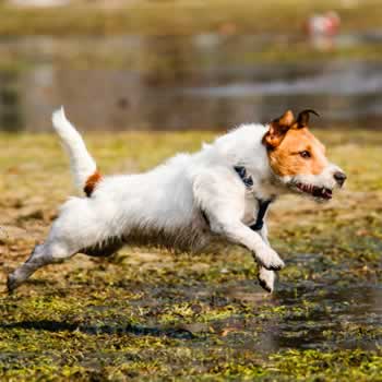 Obstacle Course Training For Your Dog